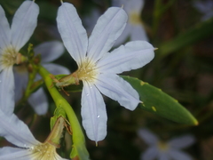 Scaevola porocarya