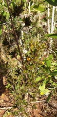 Pultenaea rariflora