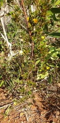 Pultenaea rariflora