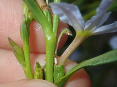 Scaevola porocarya