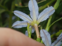 Scaevola porocarya