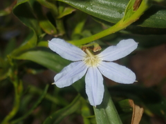 Scaevola porocarya