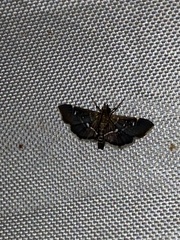 Diathrausta reconditalis