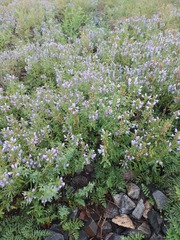 Dracocephalum olchonense