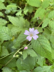 Geranium gracile