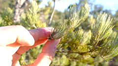 Adenanthos cygnorum