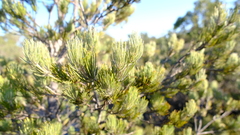 Adenanthos cygnorum