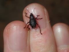 Catasarcus albipectus