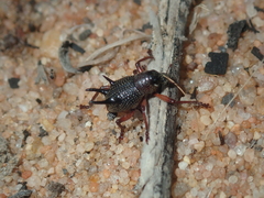 Catasarcus albipectus