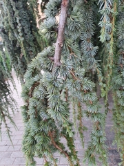 Cedrus
