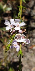 Westringia tenuicaulis