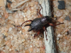 Catasarcus albipectus