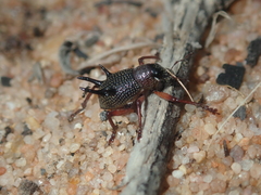 Catasarcus albipectus