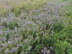 Dracocephalum olchonense