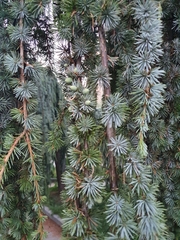 Cedrus