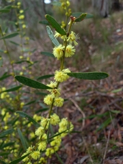 Acacia lanigera