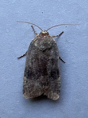Noctua janthina