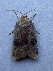 Noctua janthina