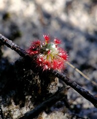 Drosera minutiflora