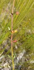 Westringia tenuicaulis