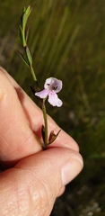 Westringia tenuicaulis