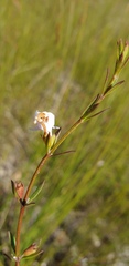 Westringia tenuicaulis