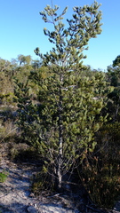 Adenanthos cygnorum