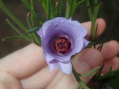 Alyogyne hakeifolia