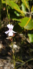 Westringia tenuicaulis