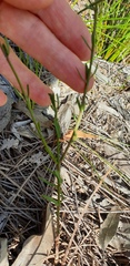 Westringia tenuicaulis