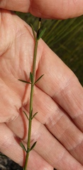Westringia tenuicaulis