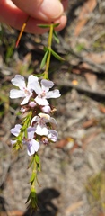 Westringia tenuicaulis