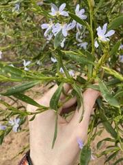 Scaevola porocarya
