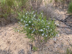 Scaevola porocarya