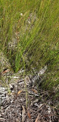 Westringia tenuicaulis