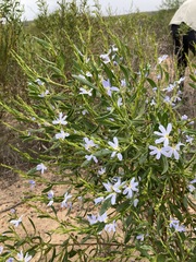 Scaevola porocarya