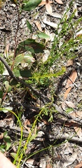 Westringia tenuicaulis