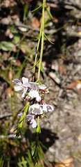 Westringia tenuicaulis
