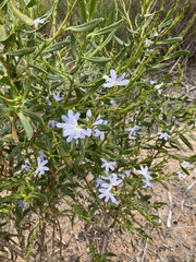 Scaevola porocarya