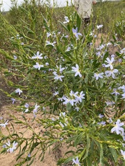 Scaevola porocarya