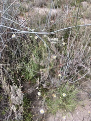 Brachyscome paludicola