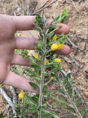 Acacia idiomorpha (Acacia idiomorpha)