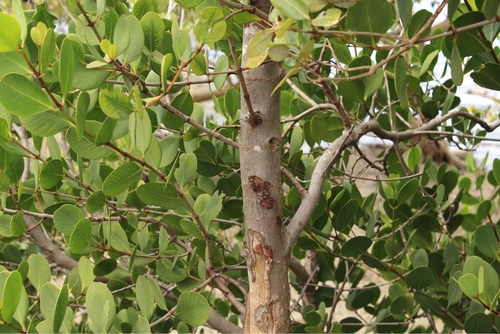 Apple Mangrove