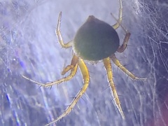 Araneus detrimentosus