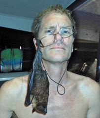 Pteropus seychellensis seychellensis