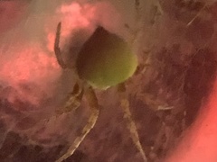 Araneus detrimentosus