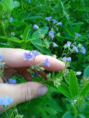 Geranium pseudosibiricum