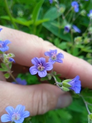 Geranium pseudosibiricum