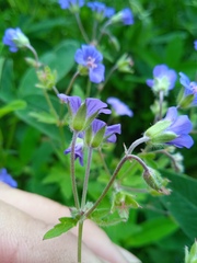 Geranium pseudosibiricum