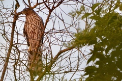 Accipiter cooperii